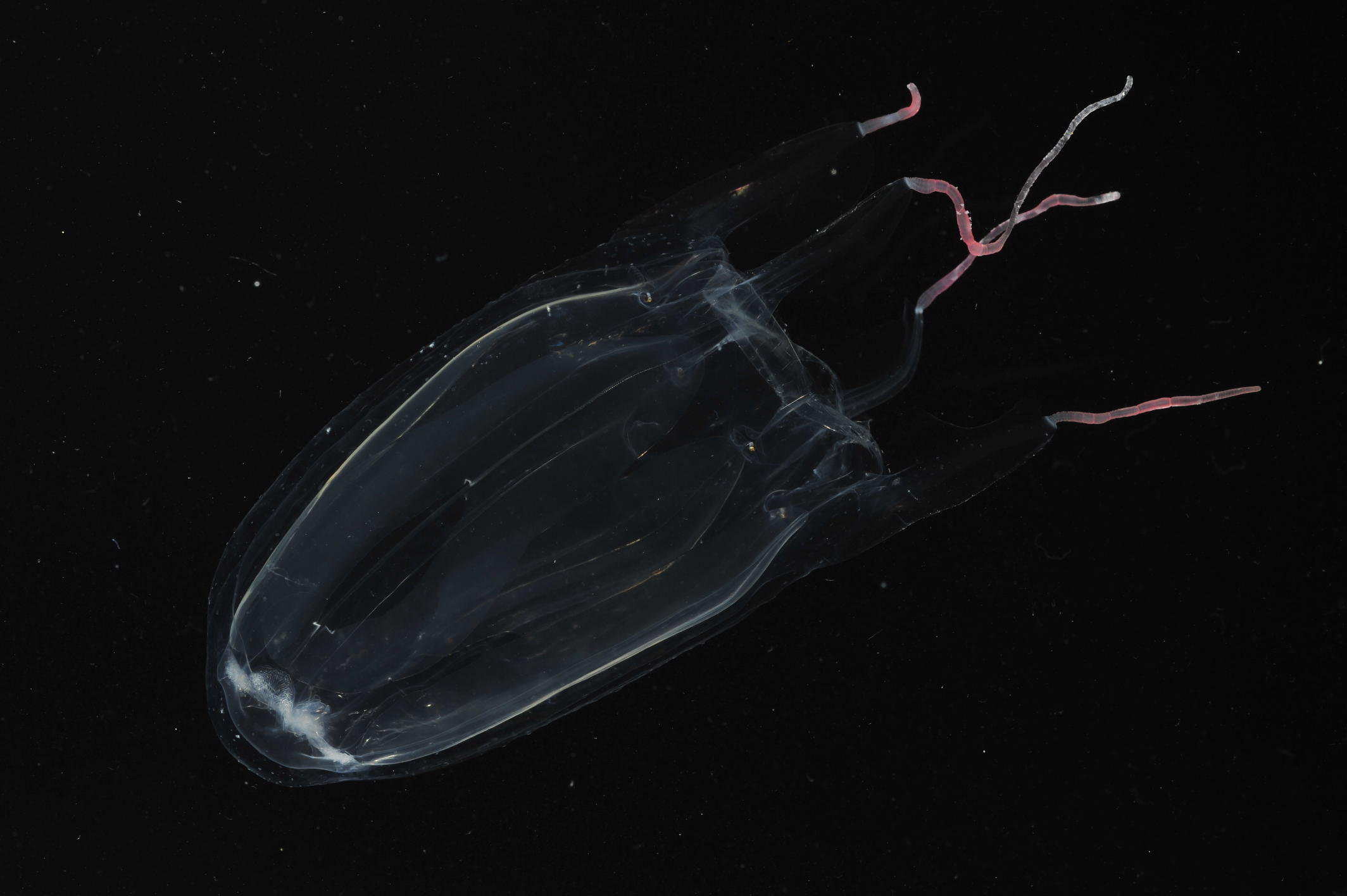 Dr. Angel Yanagihara, University of Hawaii Venom of the Box Jelly WAMC